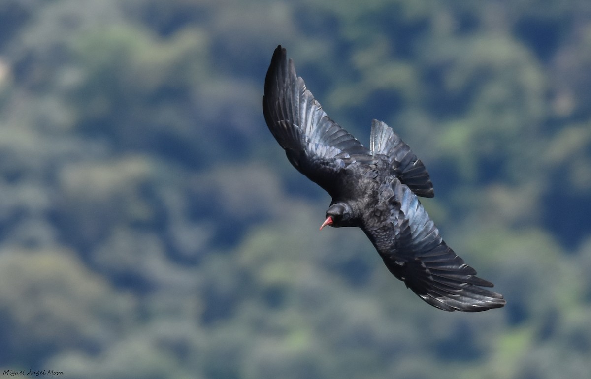 Red-billed Chough - ML616932957