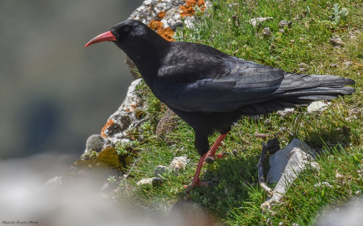 Red-billed Chough - ML616932958