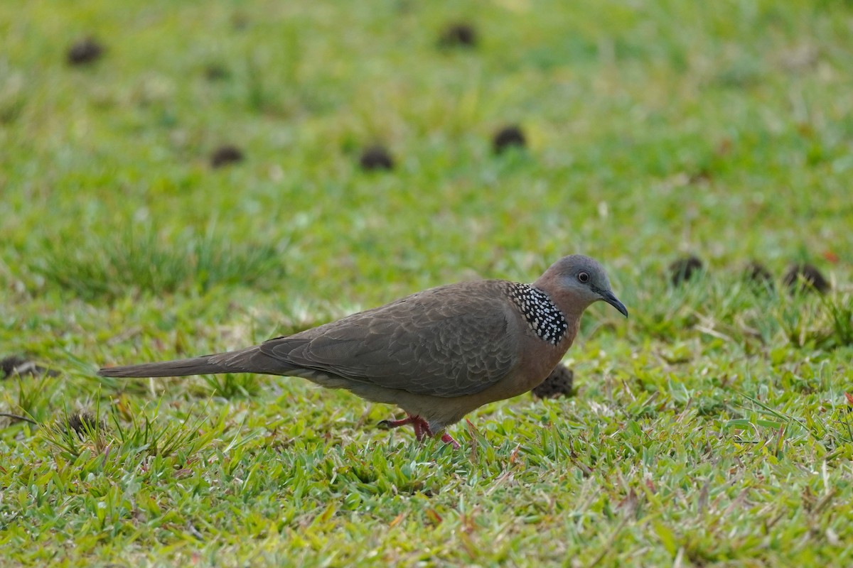 Spotted Dove - Shih-Chun Huang