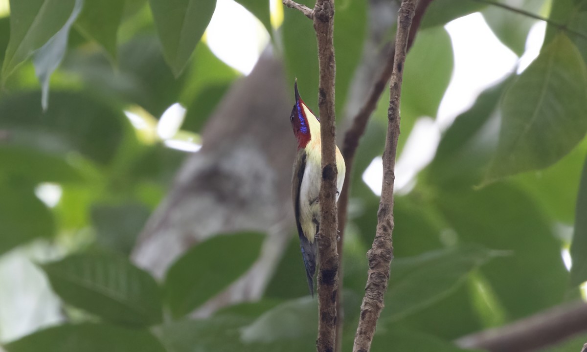 Souimanga de Palawan - ML616933012