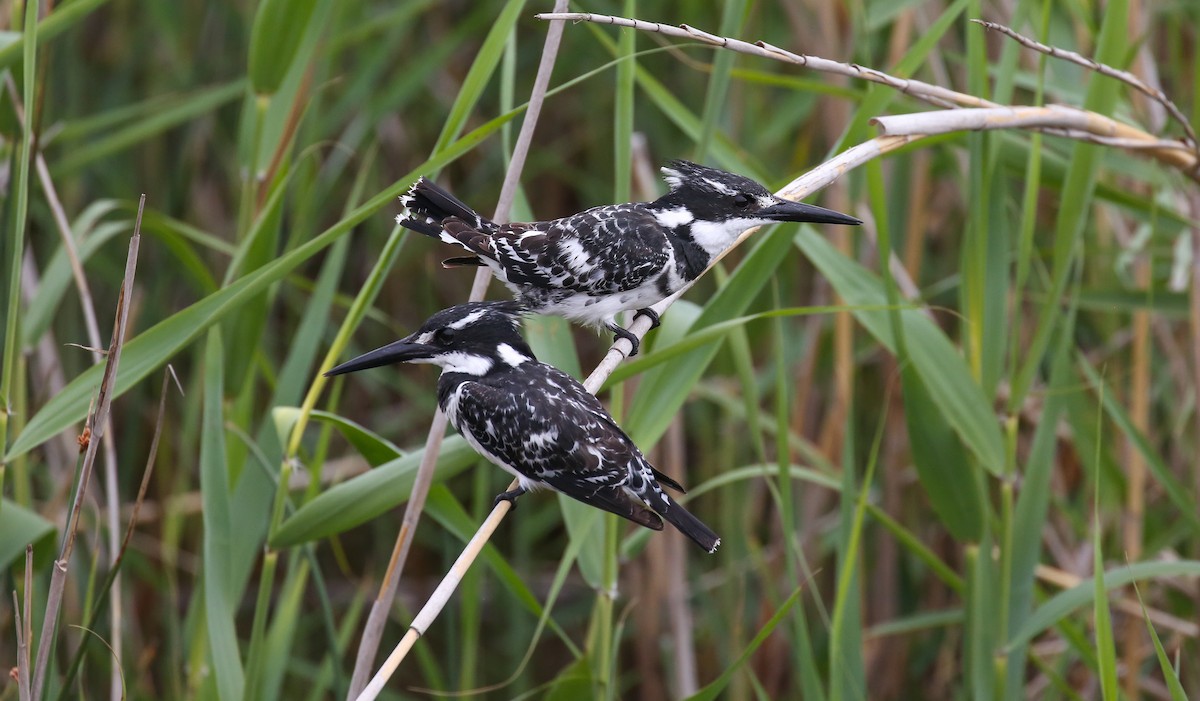 Pied Kingfisher - ML616933030