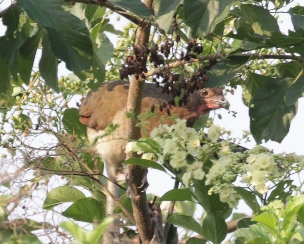 Chachalaca Alirroja - ML616933047