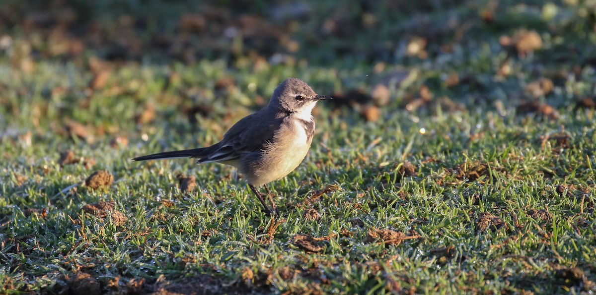 Cape Wagtail - ML616933061