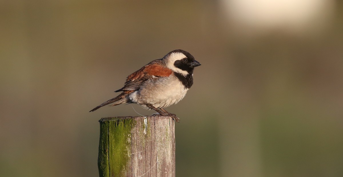 Cape Sparrow - Brian Small