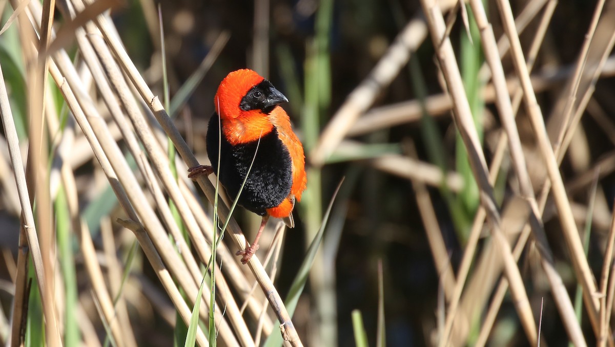 Southern Red Bishop - ML616933070