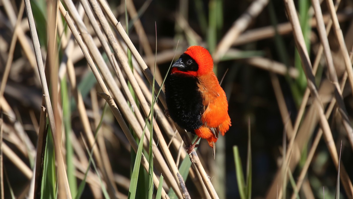 Southern Red Bishop - ML616933071