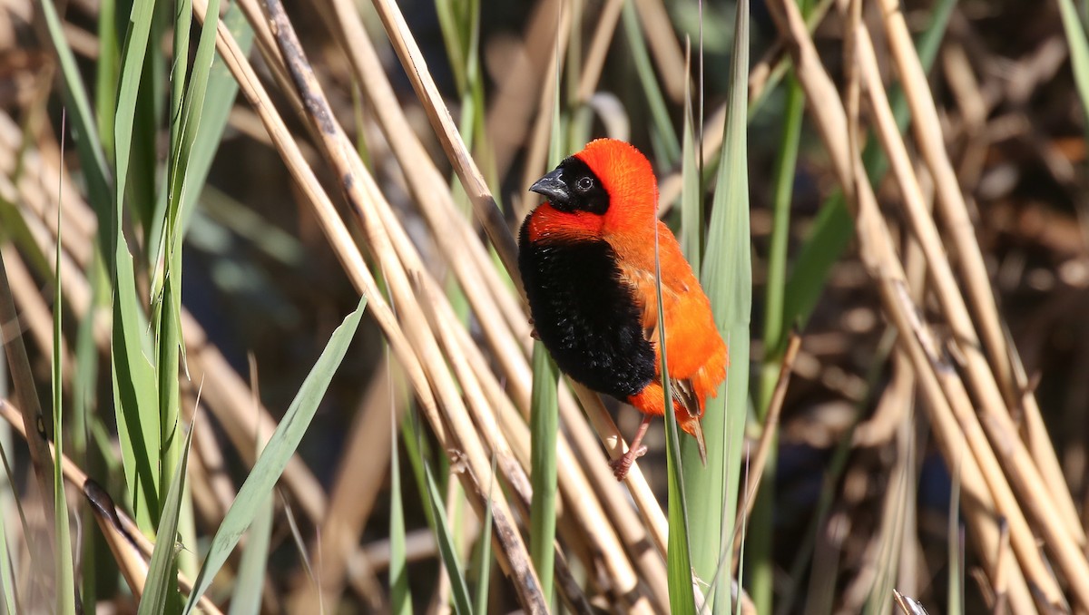 Southern Red Bishop - Brian Small