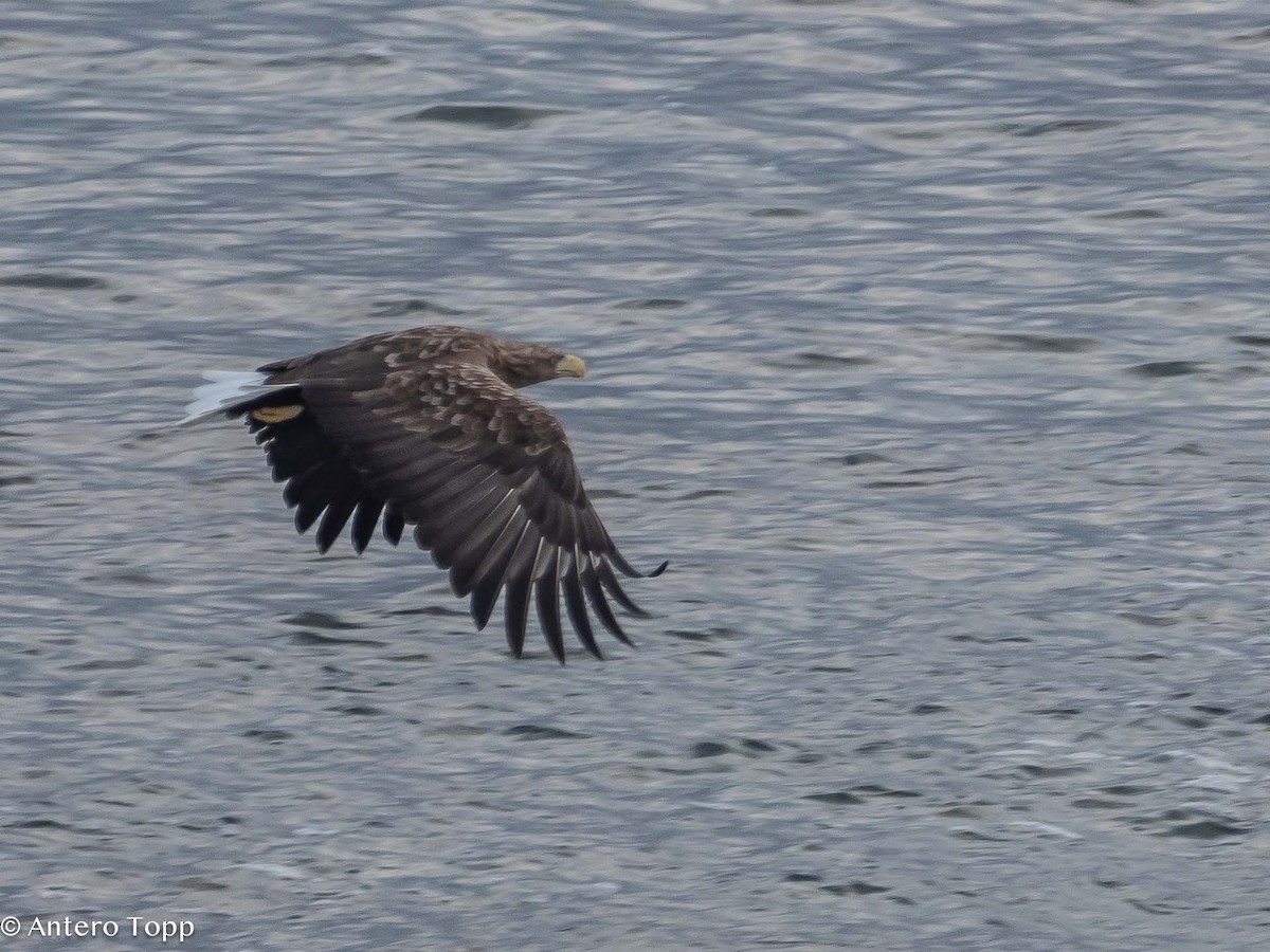 White-tailed Eagle - ML616933078