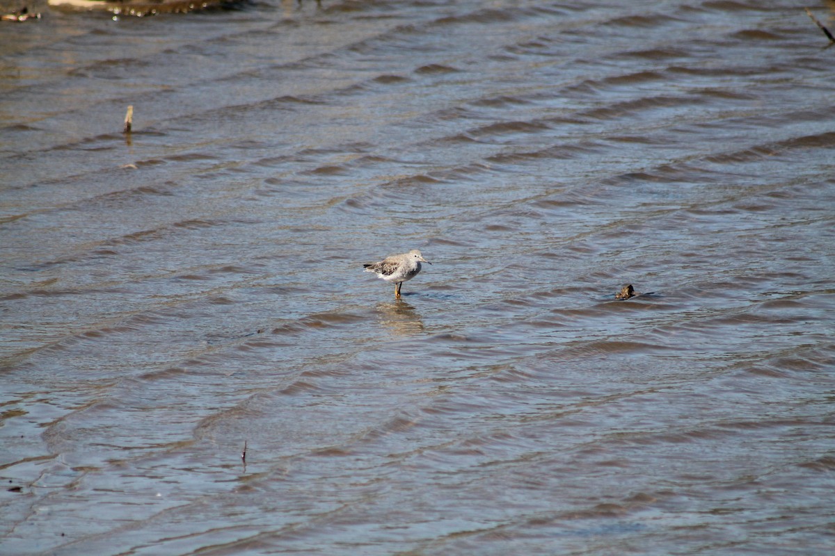 Lesser Yellowlegs - Armando Aranela