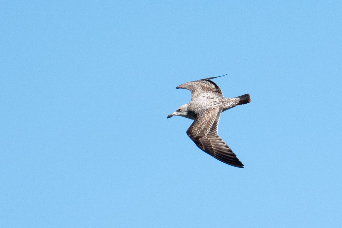 Herring Gull - ML616933131