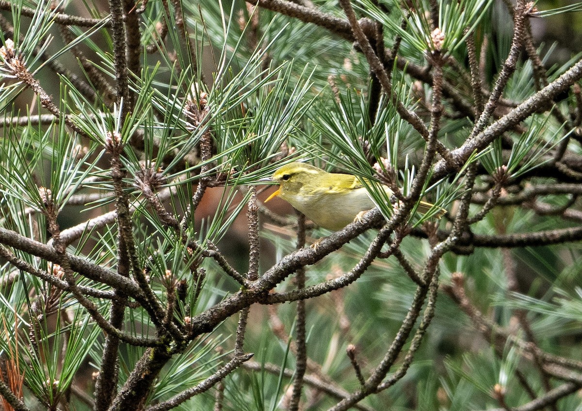 Kloss's Leaf Warbler - 浙江 重要鸟讯汇整