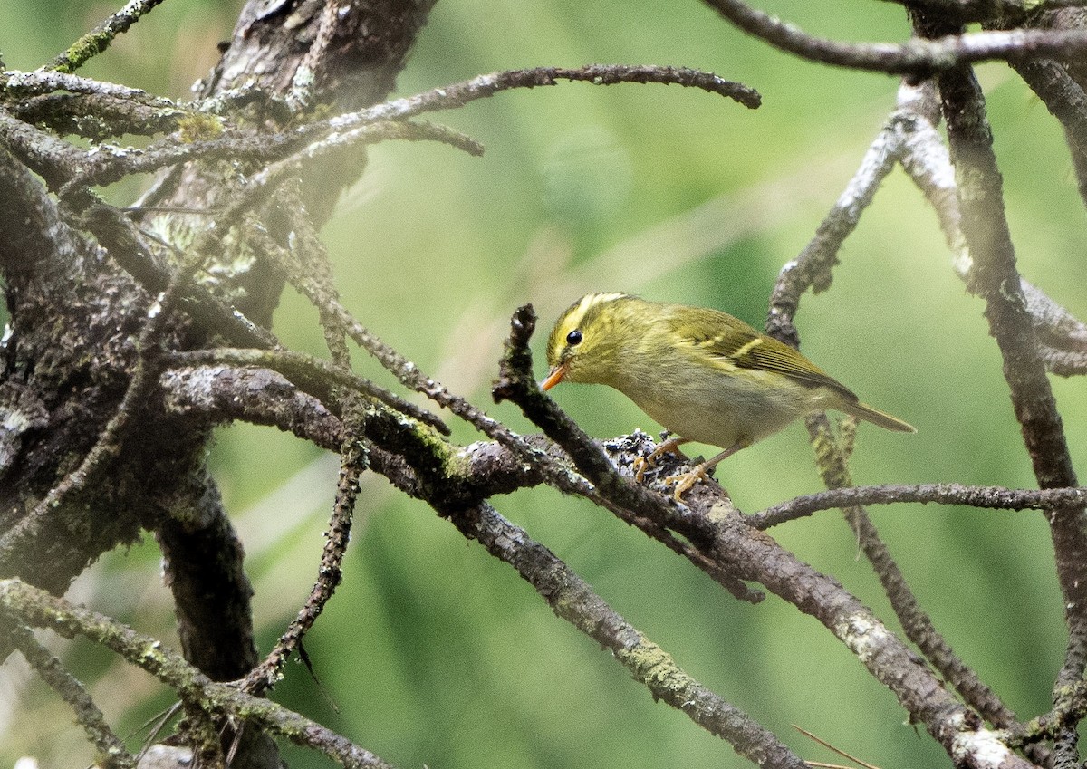 Kloss's Leaf Warbler - ML616933142