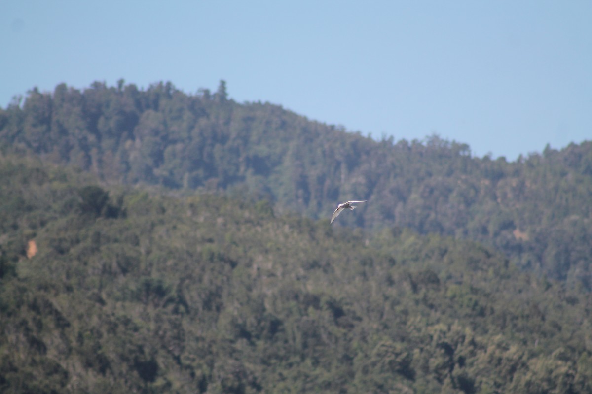 South American Tern - Armando Aranela