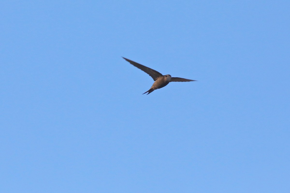 Pallid Swift - ML616933163