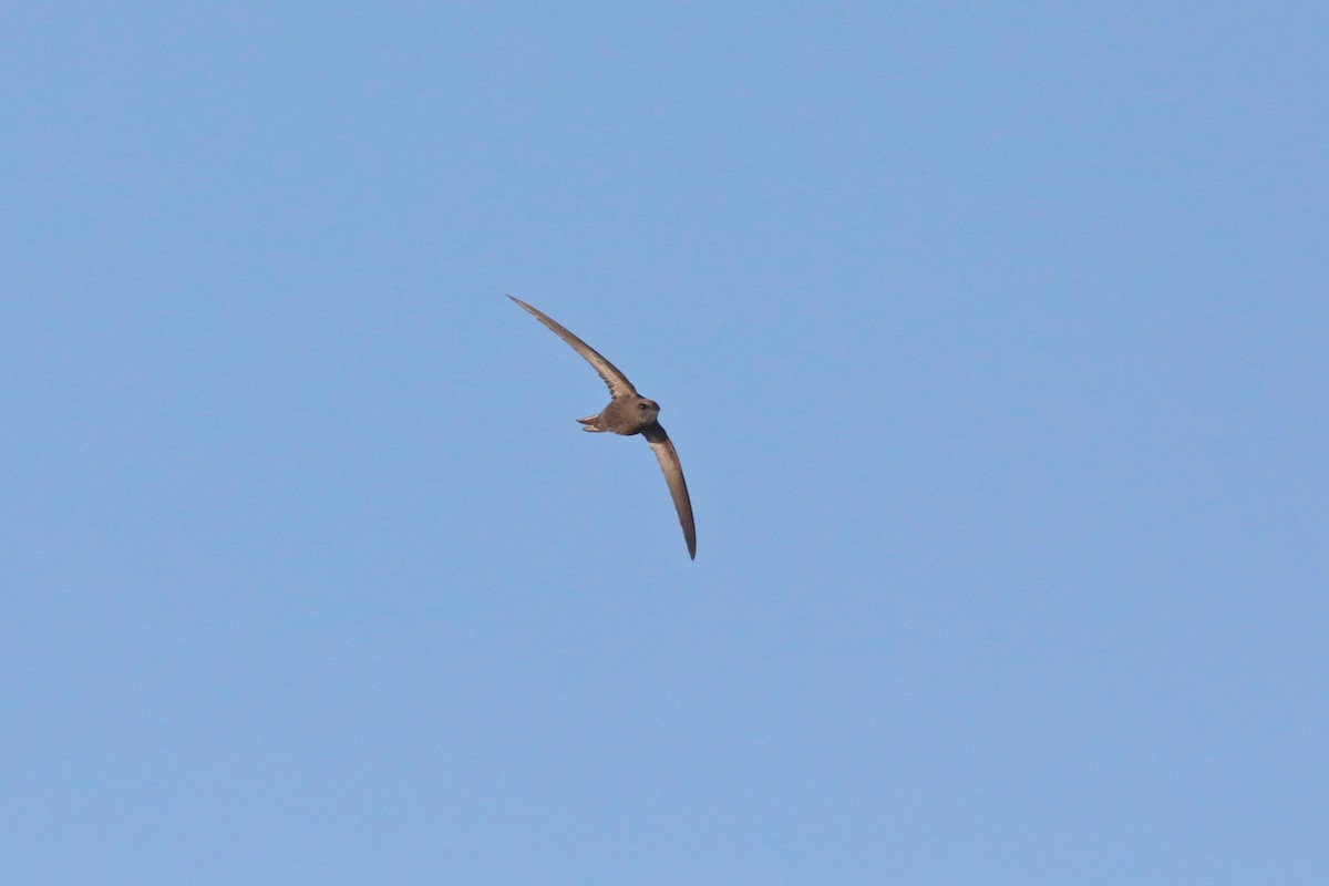 Pallid Swift - ML616933168