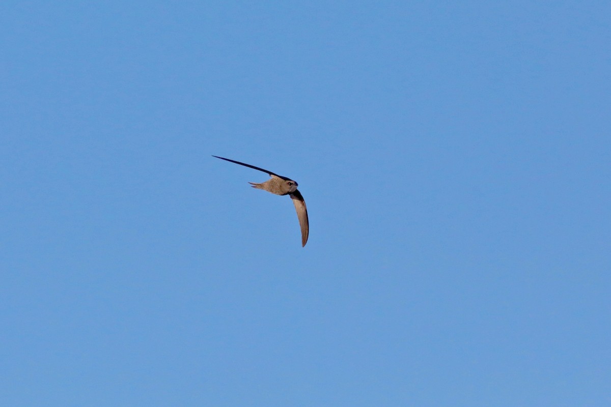 Pallid Swift - ML616933173