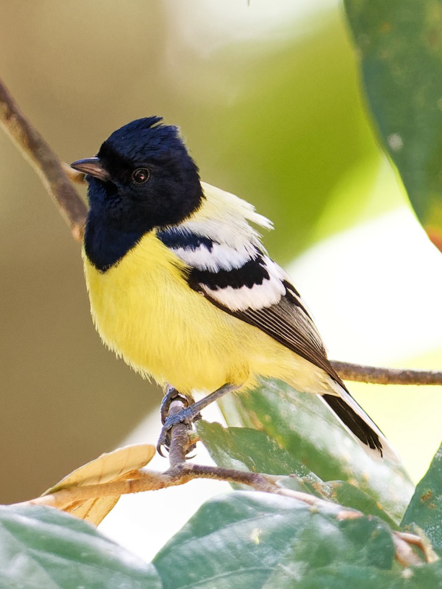 Palawan Tit - ML616933222