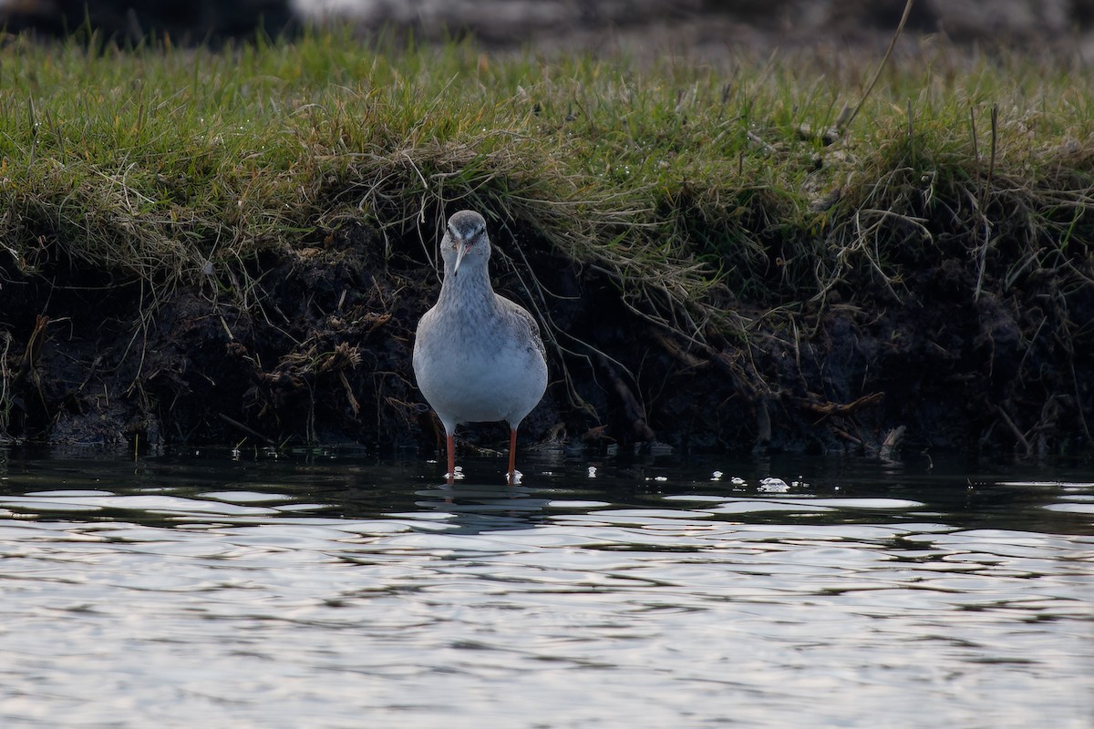 Spotted Redshank - ML616933244