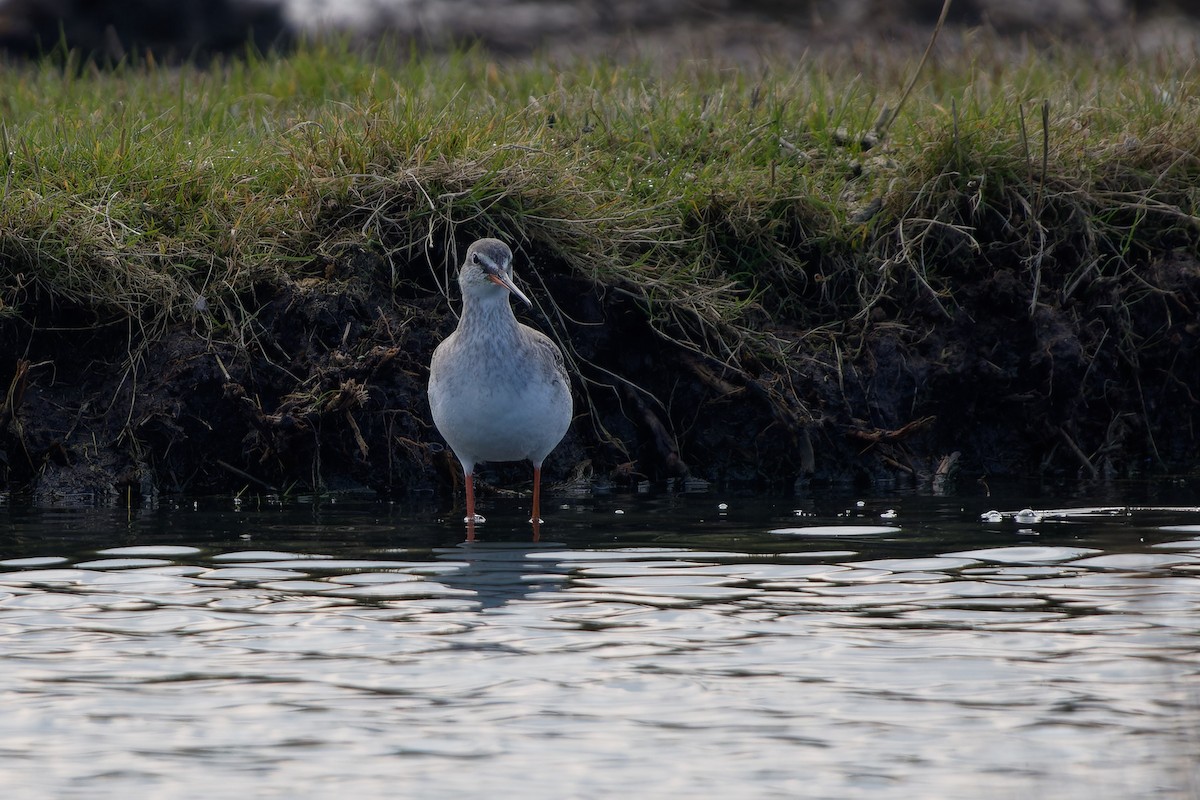 Spotted Redshank - ML616933245