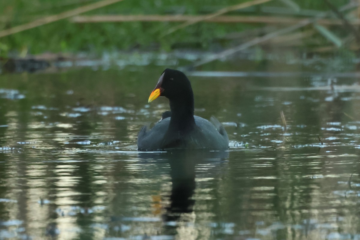 Red-fronted Coot - ML616933310