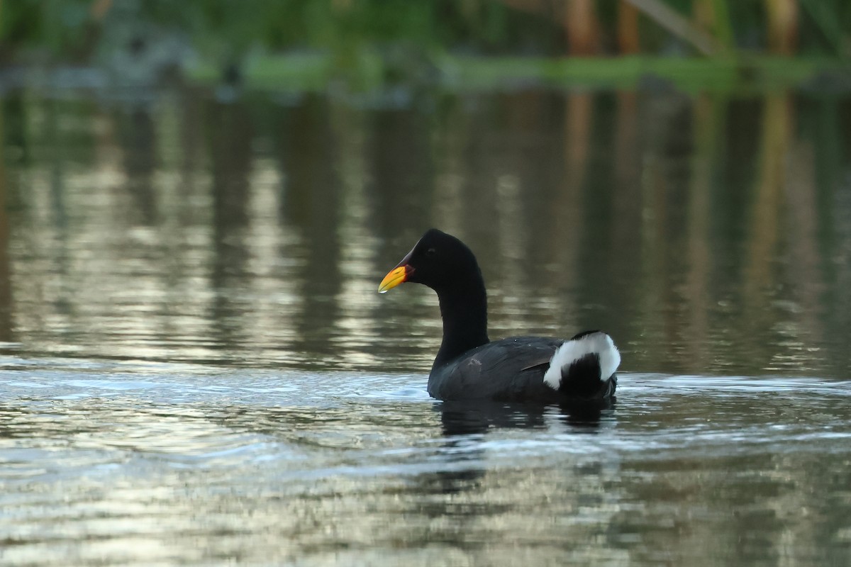 Foulque à front rouge - ML616933311