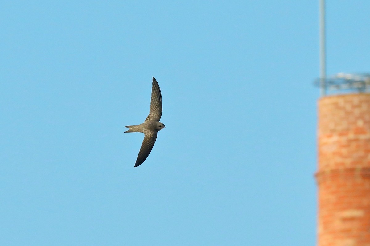 Pallid Swift - ML616933314