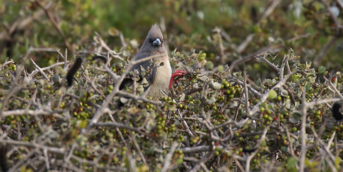 White-backed Mousebird - Brian Small