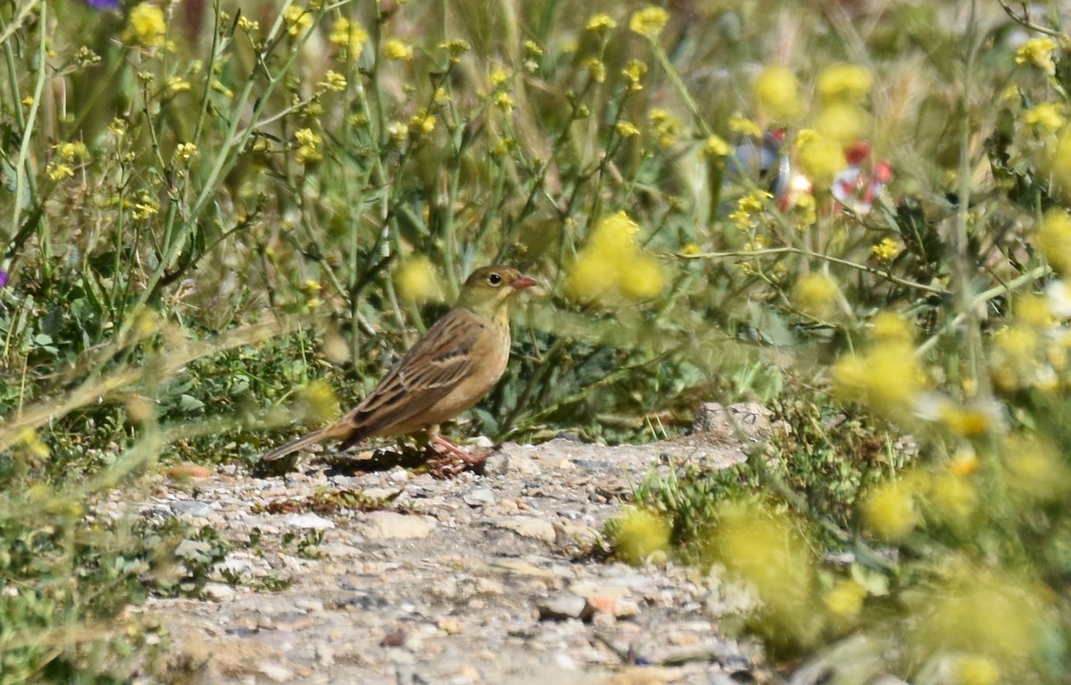 Ortolan Bunting - Miguel Ángel Mora Quintana