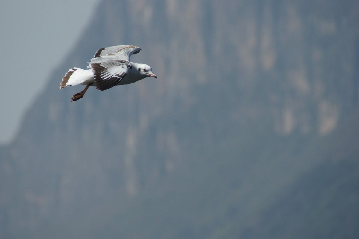 Brown-headed Gull - ML616933385