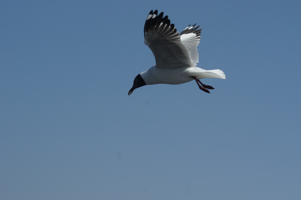 Brown-headed Gull - ML616933387