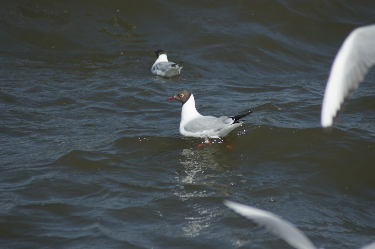 Brown-headed Gull - ML616933388