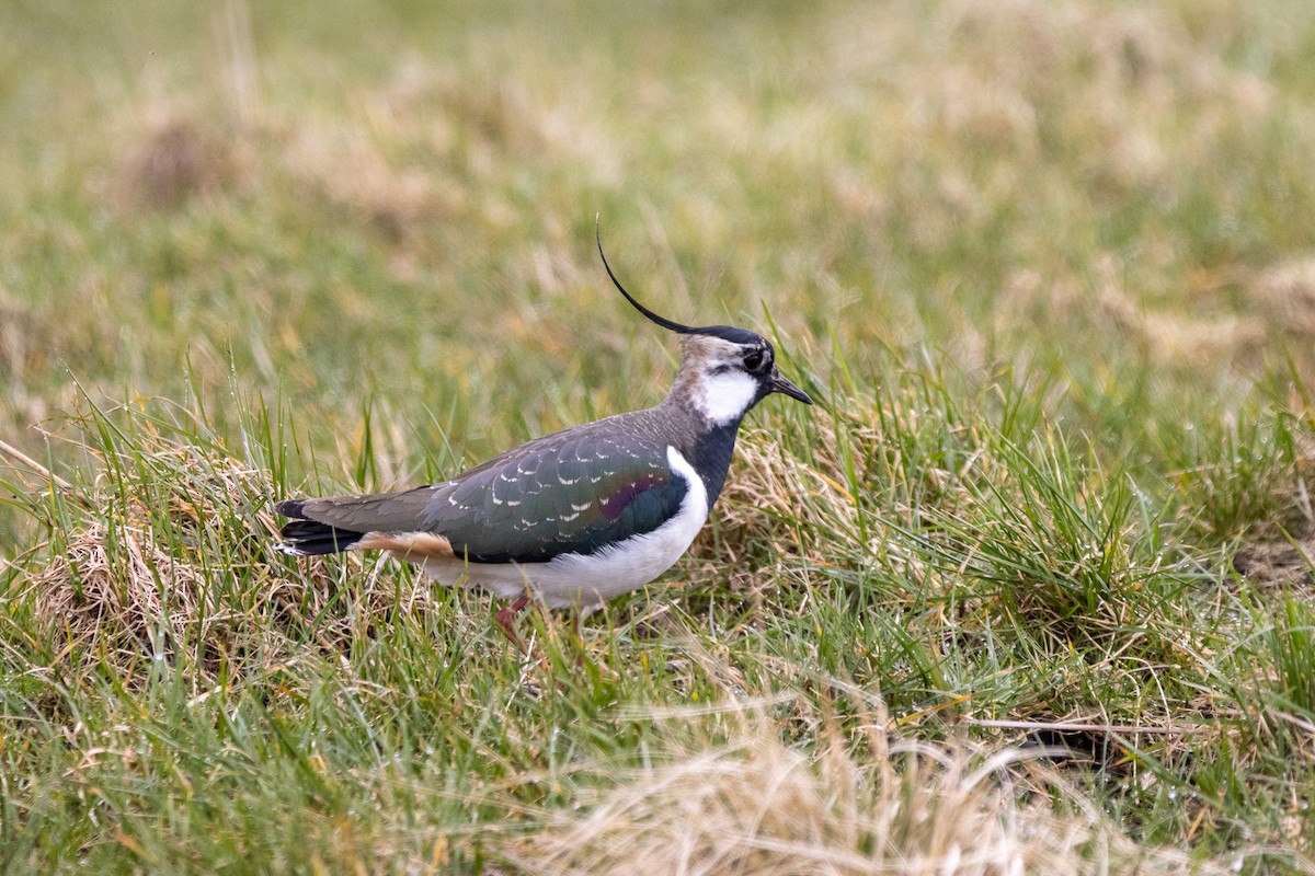 Northern Lapwing - ML616933397