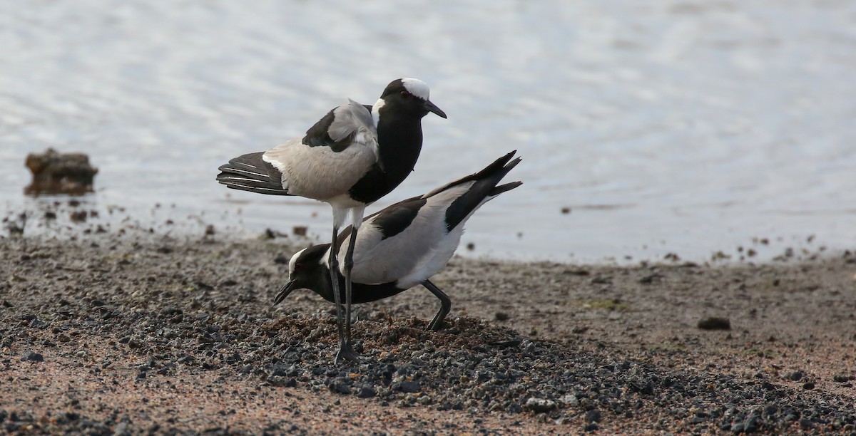 Blacksmith Lapwing - ML616933410