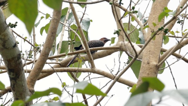 Asian Koel - ML616933456