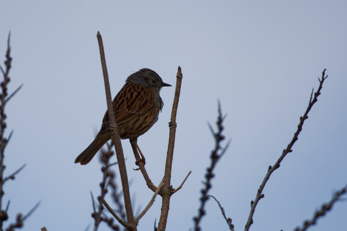 Dunnock - Jeffrey Leguit