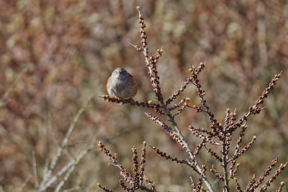 Dunnock - ML616933469