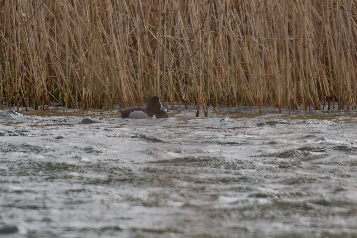 Ring-necked Duck - ML616933474