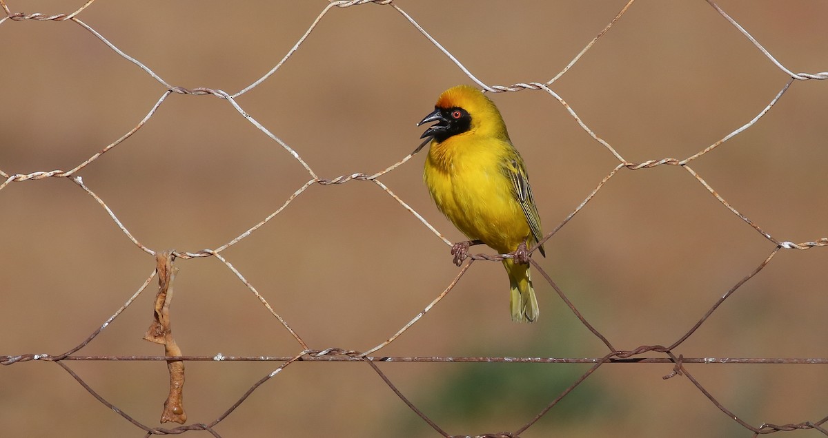 Southern Masked-Weaver - ML616933482