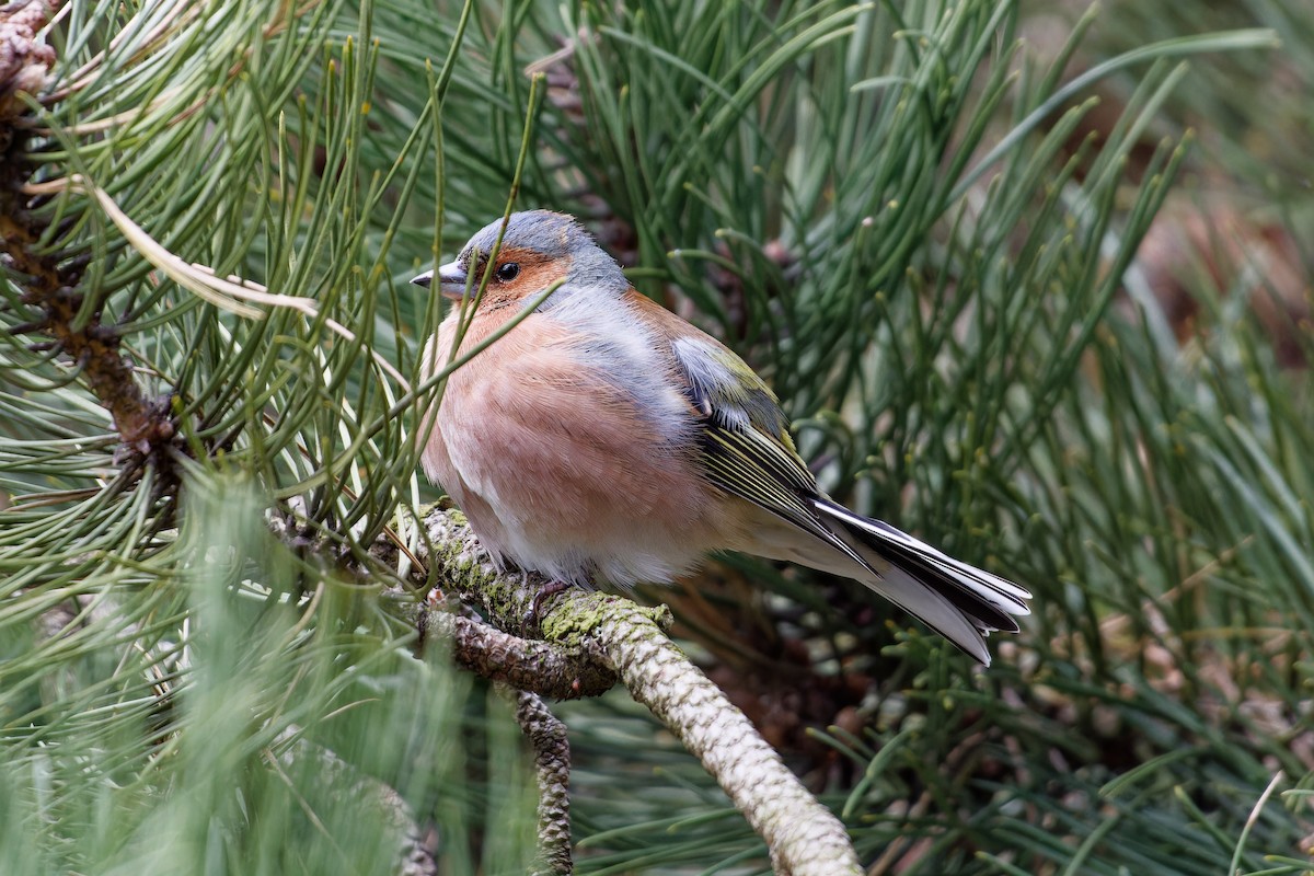 Common Chaffinch - ML616933489