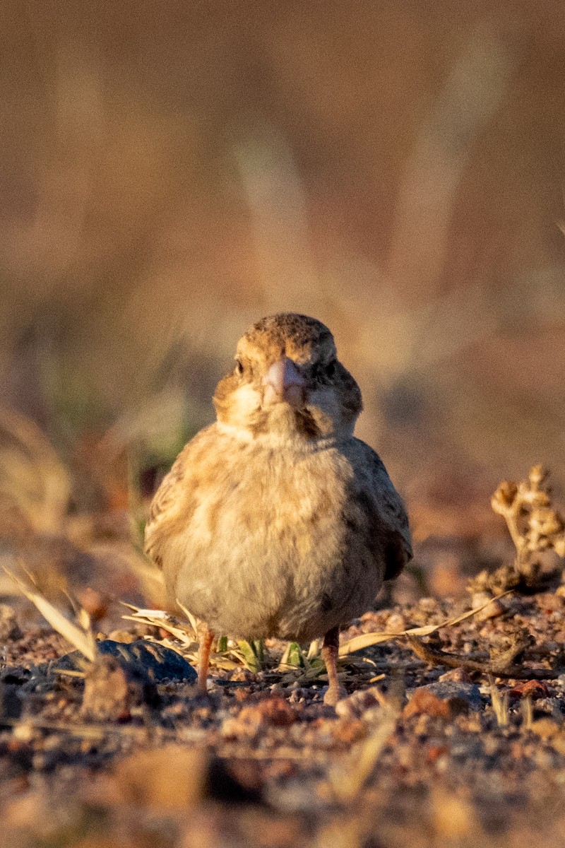 Black-crowned Sparrow-Lark - Muhammad Alhujeli