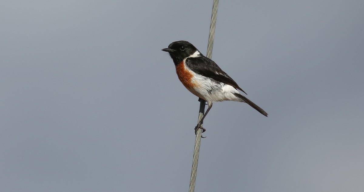 African Stonechat - ML616933517