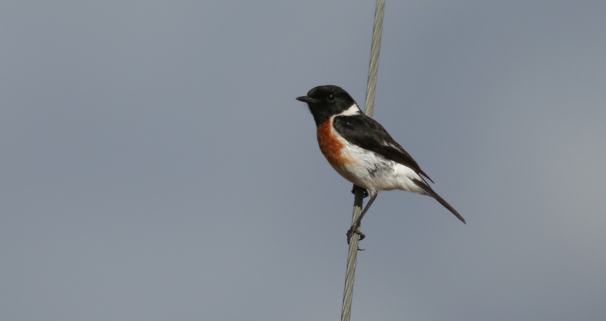 African Stonechat - ML616933518