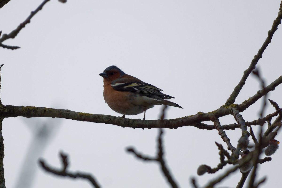 Common Chaffinch - ML616933521