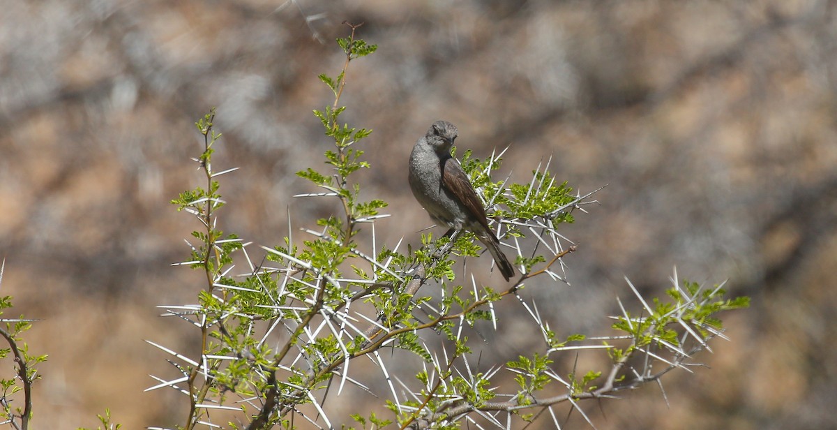 Colinegro del Karoo - ML616933660