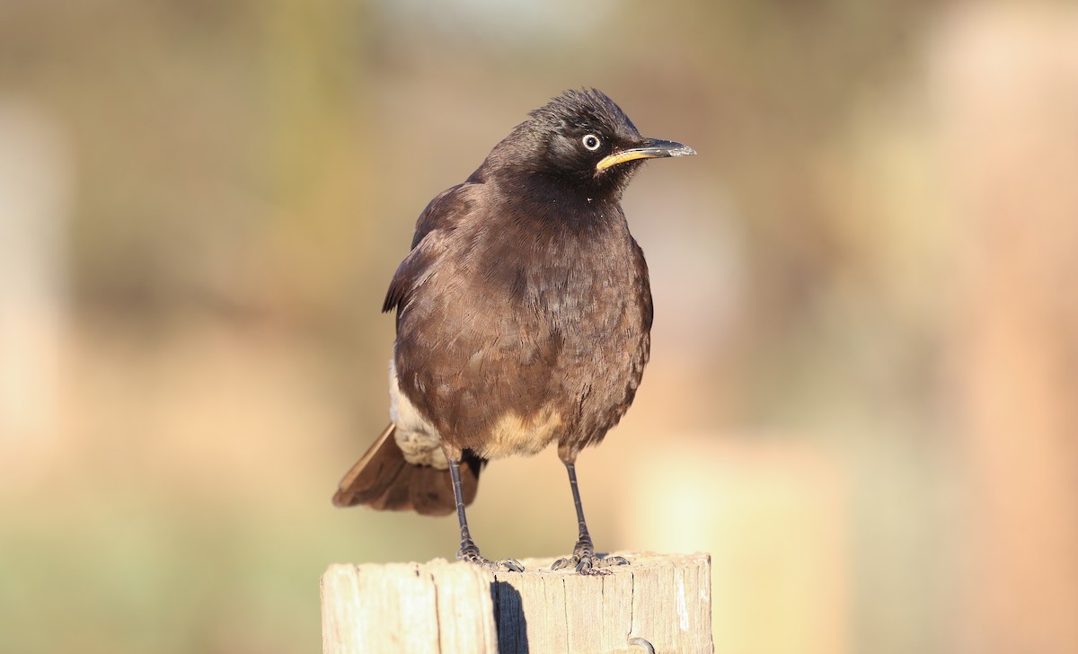 African Pied Starling - ML616933677