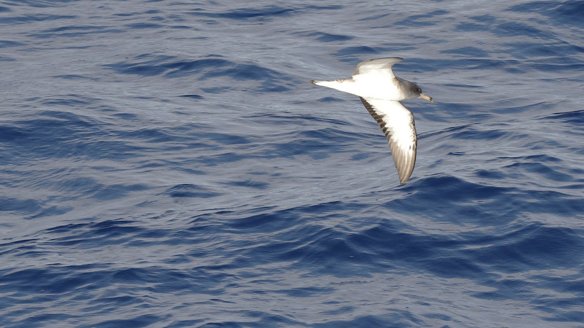 shearwater sp. - ML616933694