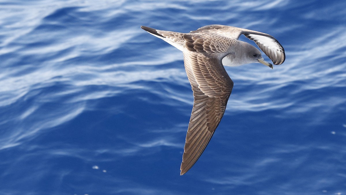 shearwater sp. - Ian L Jones