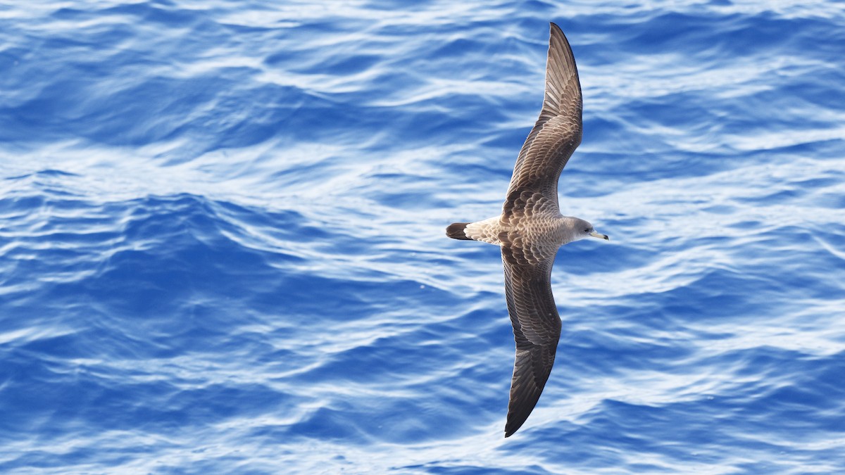 shearwater sp. - ML616933697