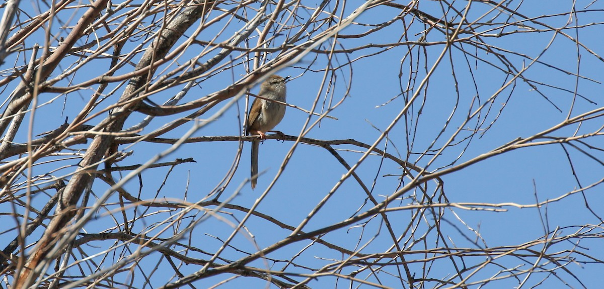 Namaqua Warbler - Brian Small