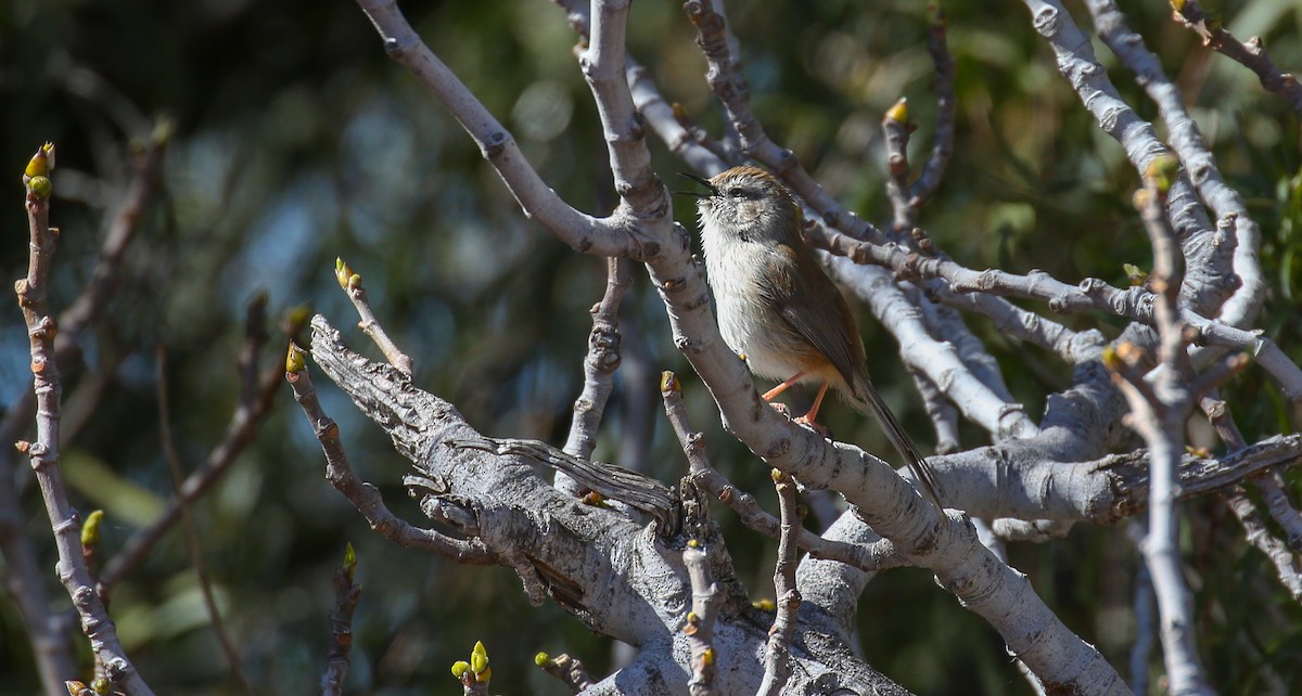 Apalis namaqua - ML616933713